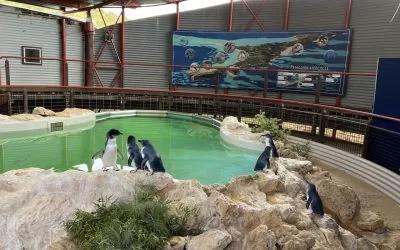 A Trip to Penguin Island